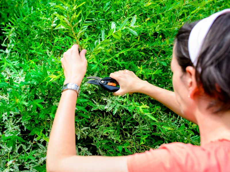 shrub trimming