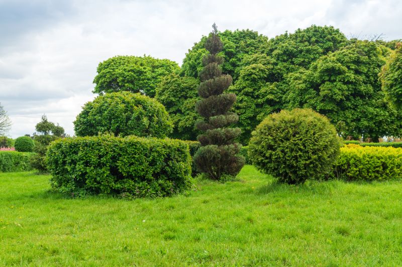 Size of Shrubs