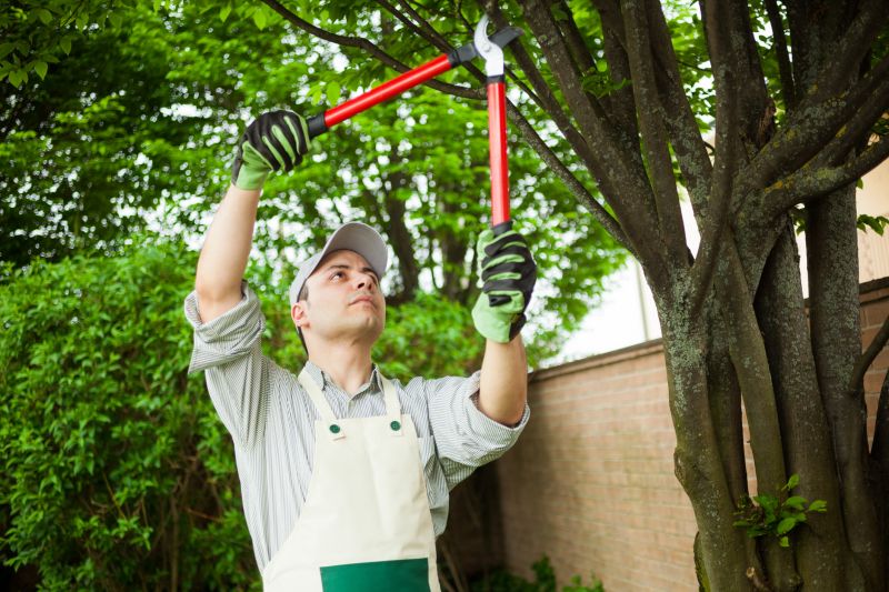 Birch Tree Pruning in Pottstown, PA