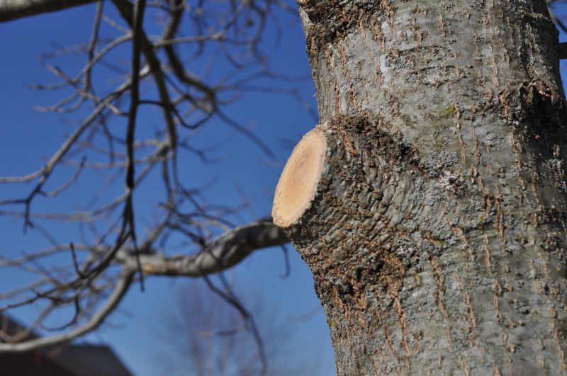 Branches Pruning in Pottstown, PA