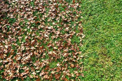 Fall Lawn Cleanup Image